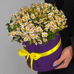 Красивая композиция из 15 кустовых ромашек в шляпной коробке