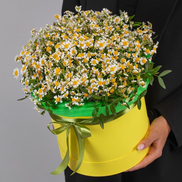 Праздничная композиция из 25 кустовых ромашек в шляпной коробке Праздничная композиция из 25 кустовых ромашек в шляпной коробке
