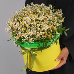 Праздничная композиция из 25 кустовых ромашек в шляпной коробке