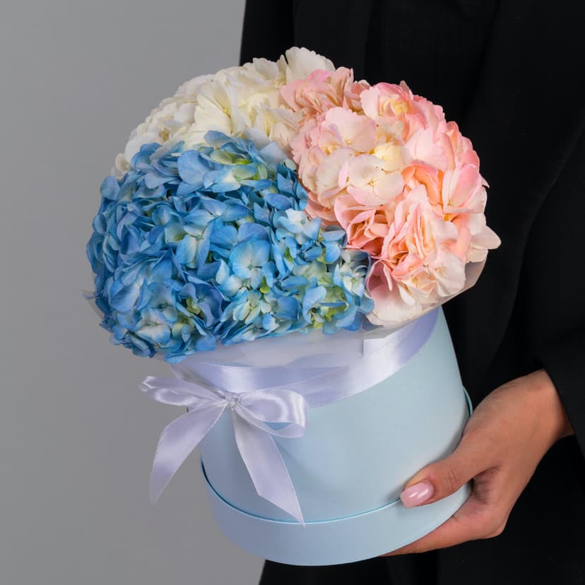 Гортензия Гортензия