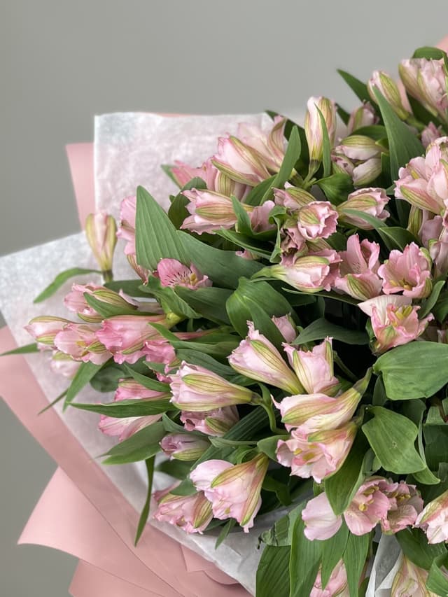 Альстромерия нежно розовая по акции от 25 шт Elegance Альстромерия нежно розовая по акции от 25 шт Elegance