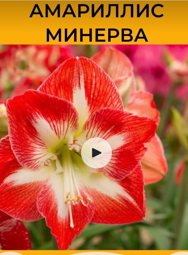 Амариллис красно-белый , саженцы Амариллис красно-белый , саженцы