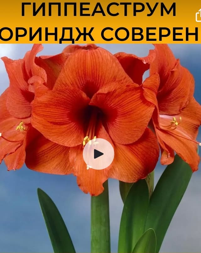 Амариллис в ассортименте , саженцы Амариллис в ассортименте , саженцы