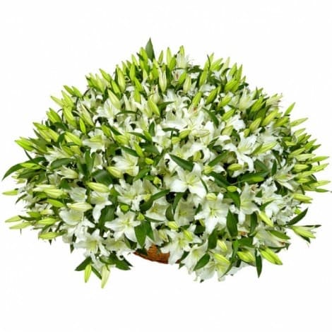 Весенний букет 101 Лилия в корзине в ассортименте