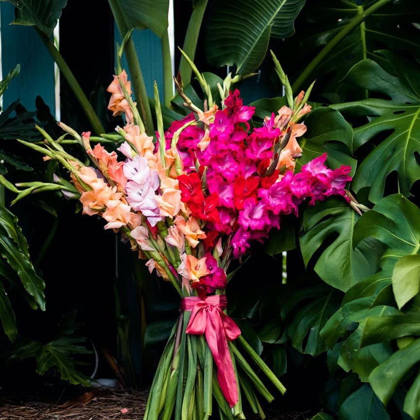 Букет 31 Гладиолус