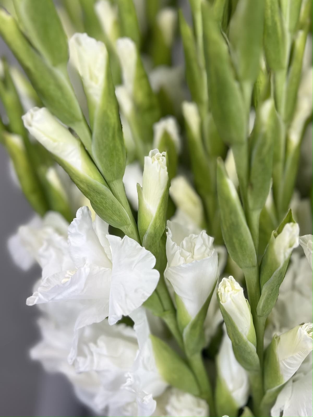 Букет 51 Гладиолус