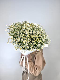 Букет 51 Кустовая Ромашка в матовой бумаге