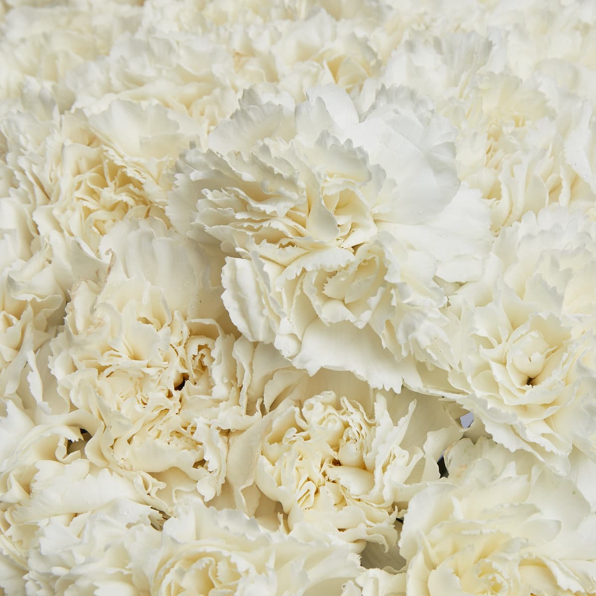 Праздничный букет из 101 белого диантуса