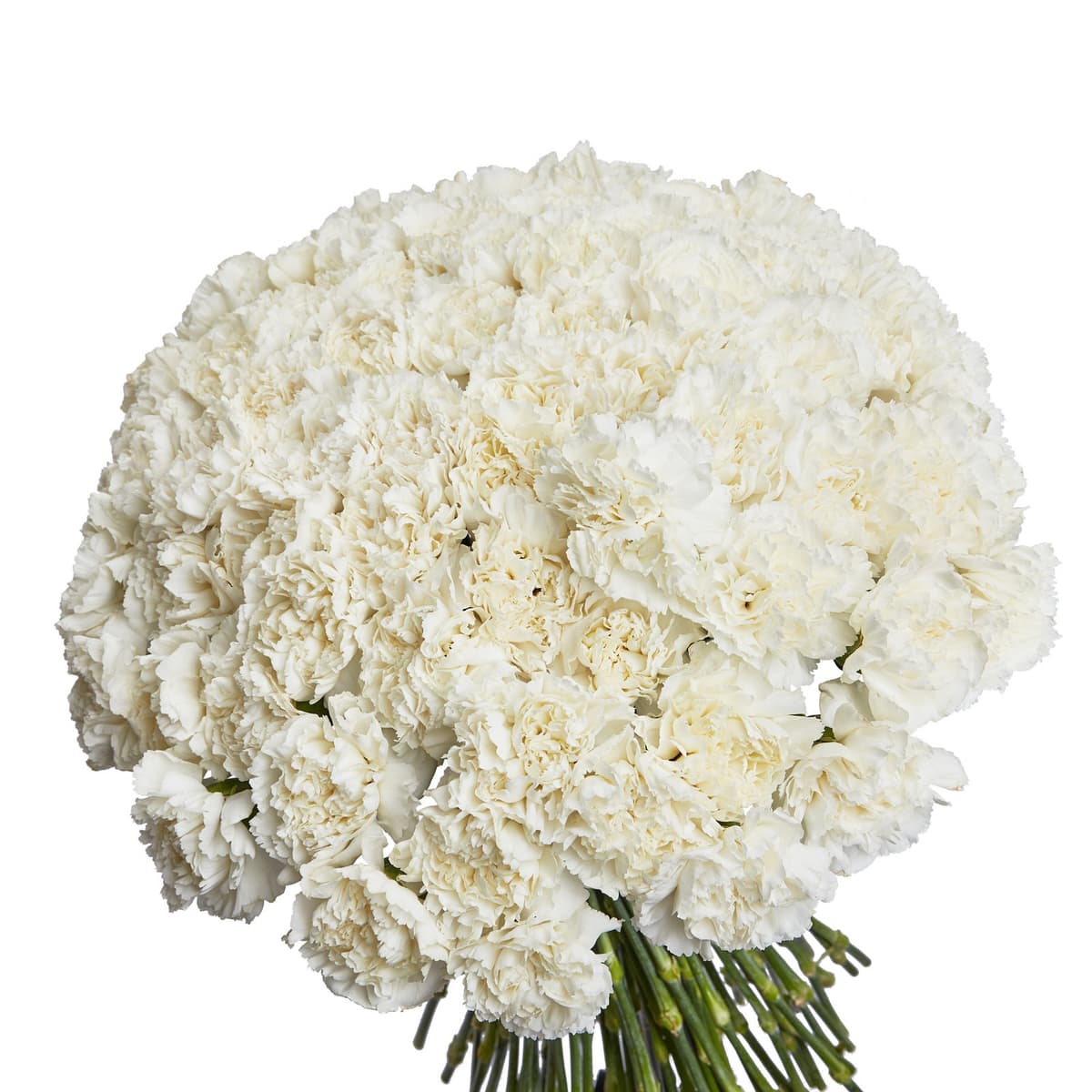Праздничный букет из 101 белого диантуса