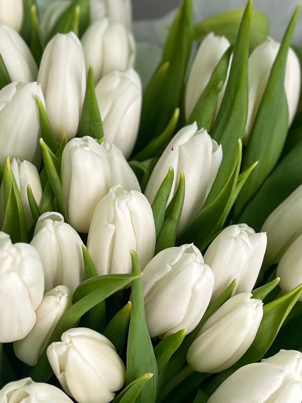Букет из 101 белого тюльпана в фирменной упаковке