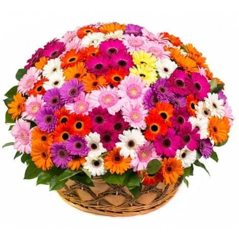 Свежий букет из 101 герберы в корзинке в ассортименте Свежий букет из 101 герберы в корзинке в ассортименте
