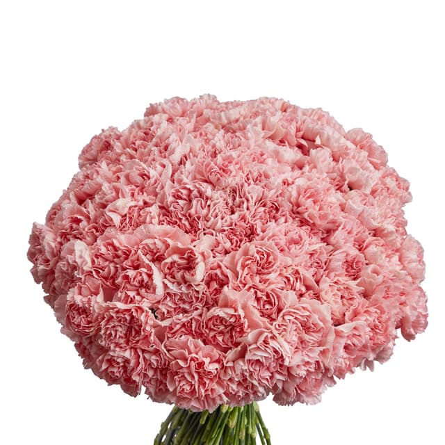 Шикарный букет из 101 розового диантуса Шикарный букет из 101 розового диантуса