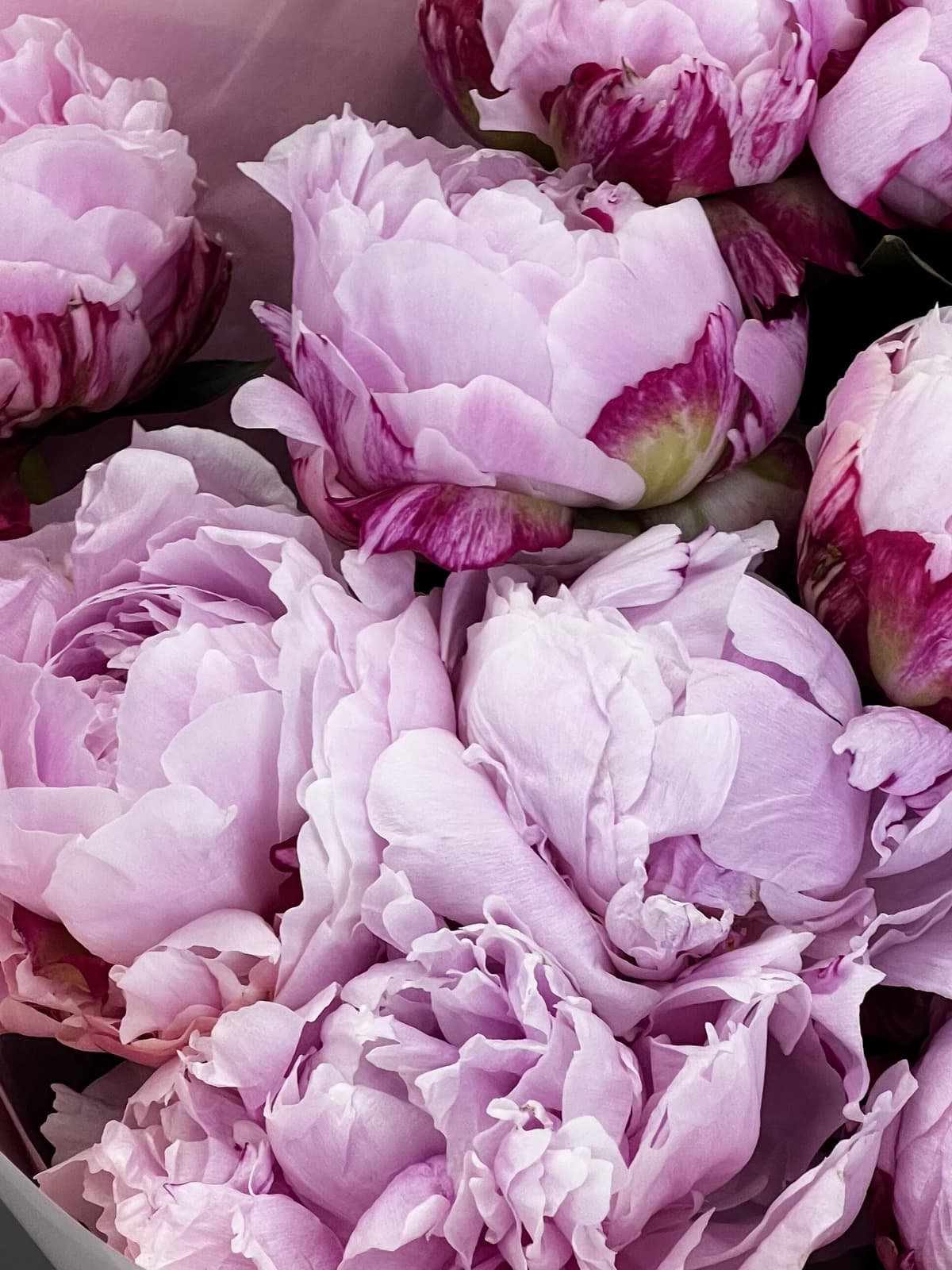 Букет из 11 нежно розовых пионов Sara Bernard