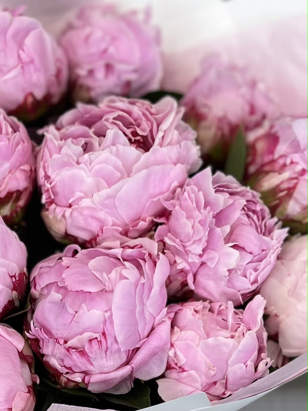 Свежий букет из 15 Пионов "Сара Бернар"