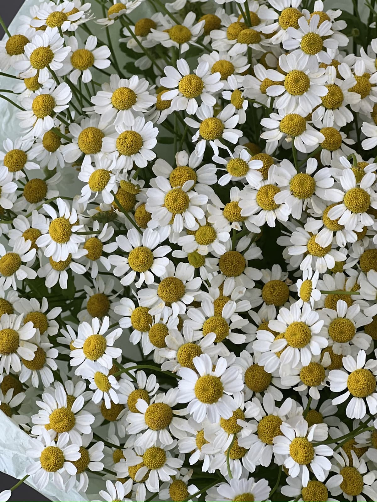 Нежный букет из 15 полевых ромашек