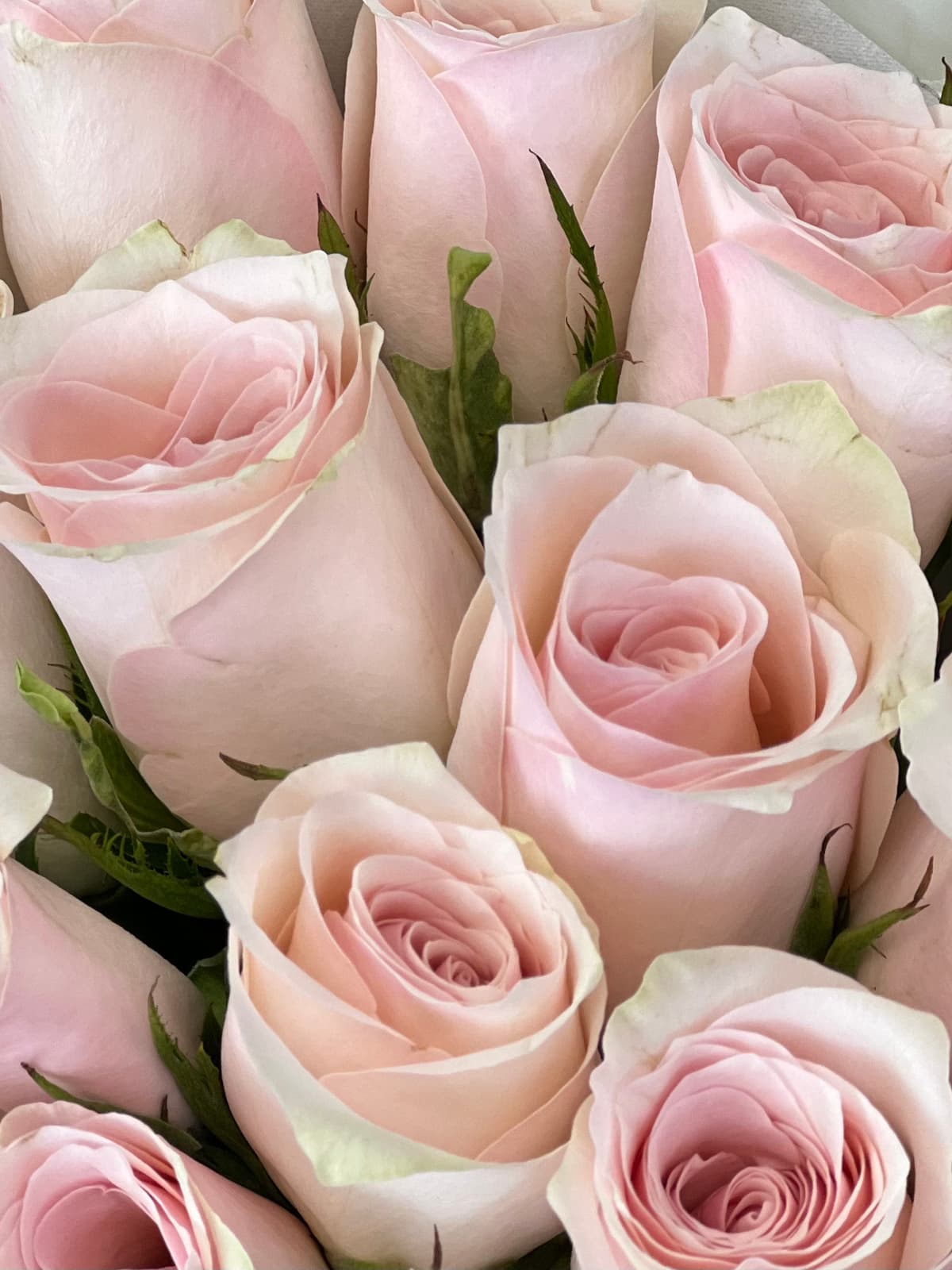 Популярный букет из 15 розовых роз Кения 35-40 см в матовой бумаге