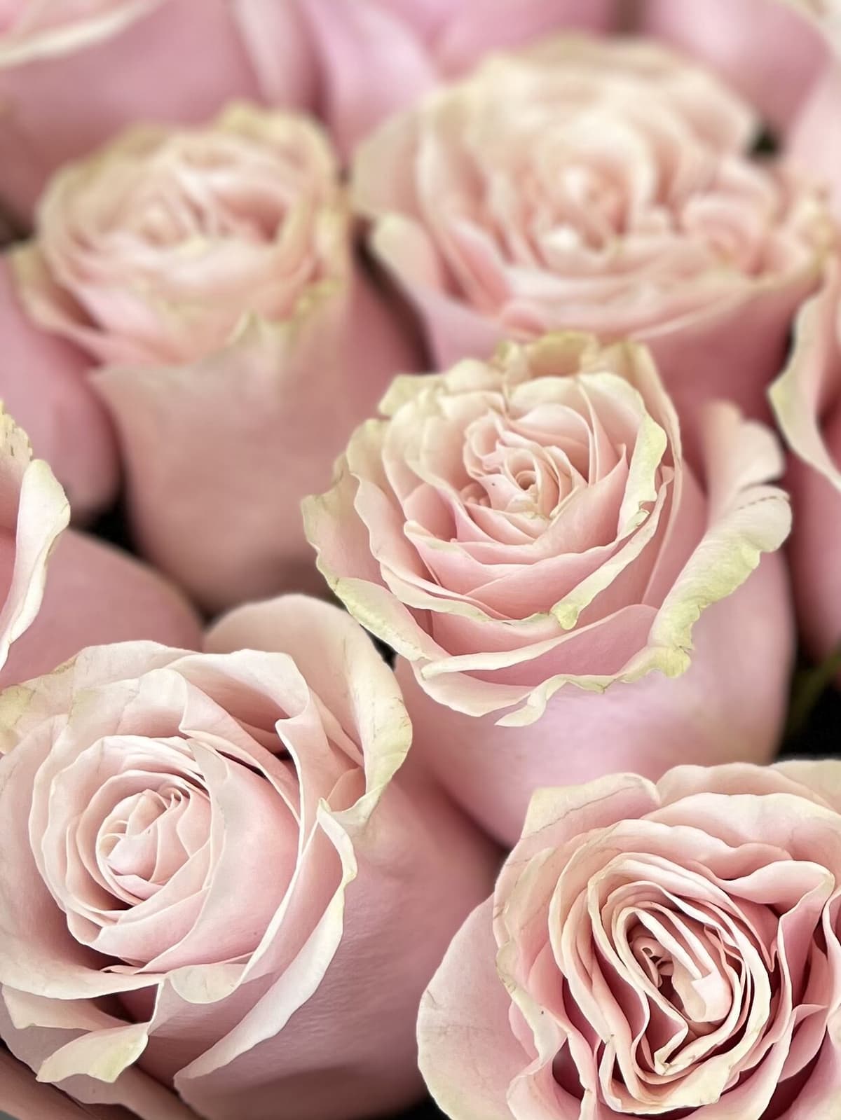 Праздничный букет из 15 розовых роз Премиум