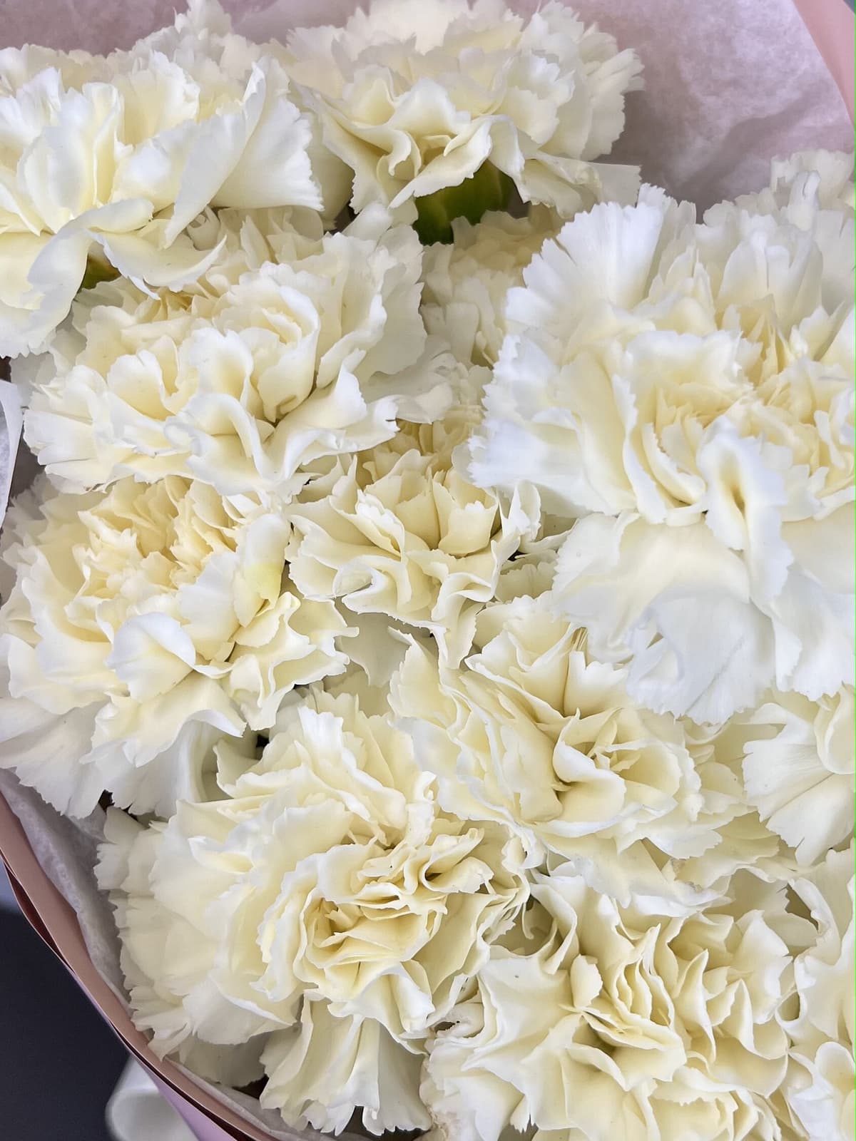 Праздничный букет из 15 сливочных диантусов