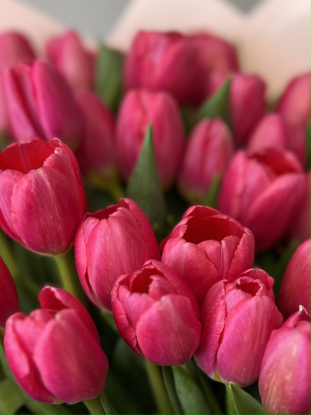 Букет из 15 ярко розовых тюльпанов в фоамиране