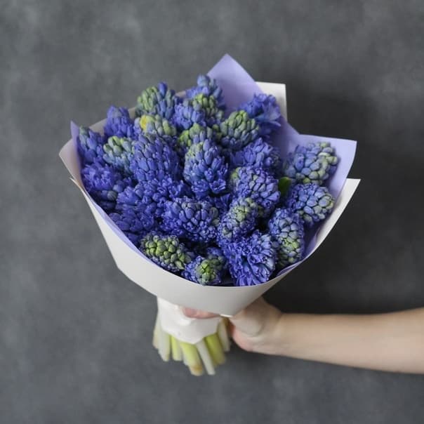 Букет из 25 Гиацинтов в матовой бумаге Букет из 25 Гиацинтов в матовой бумаге