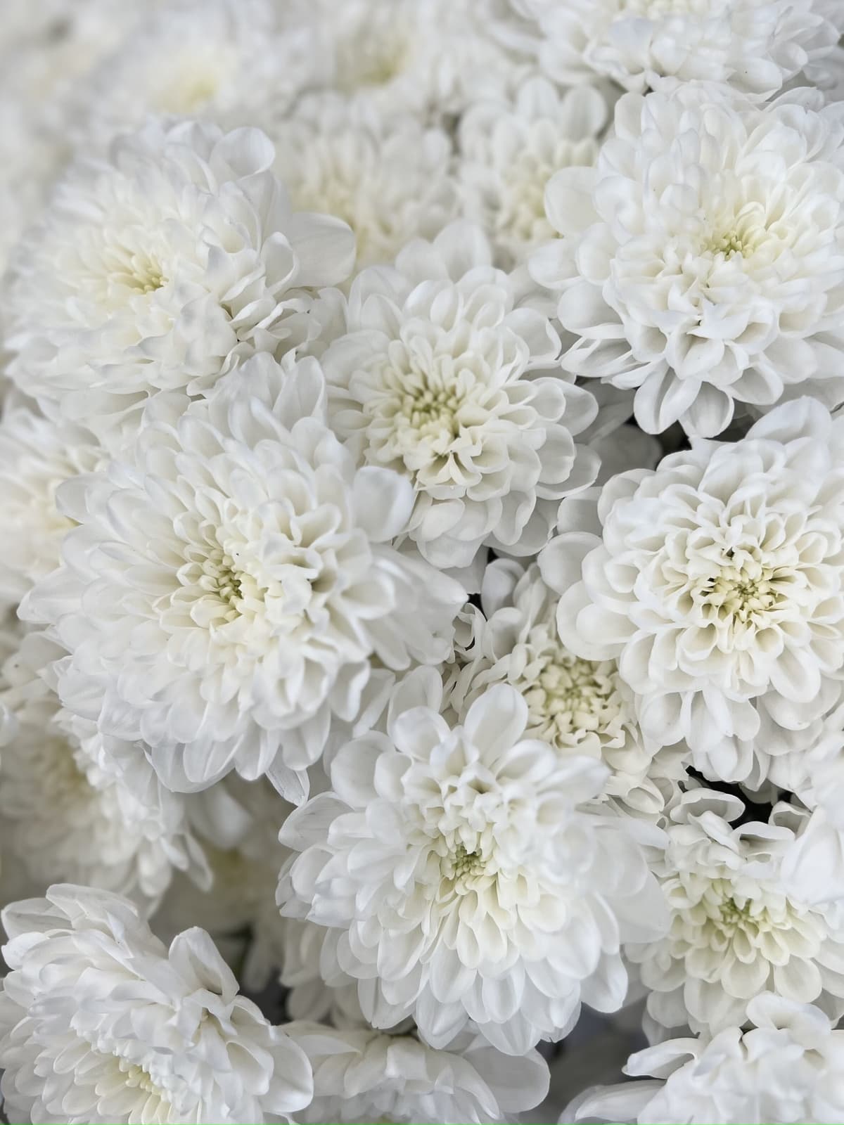 Букет цветов из 25 хризантем Алтай