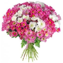 Стильный букет из 25 хризантем ( цвет на выбор)