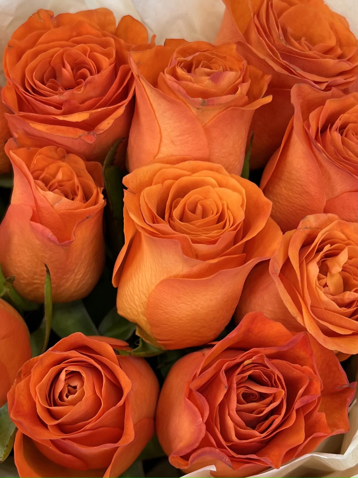 Дизайнерский букет из 25 оранжевых роз Кения 35-40 см в матовой бумаге