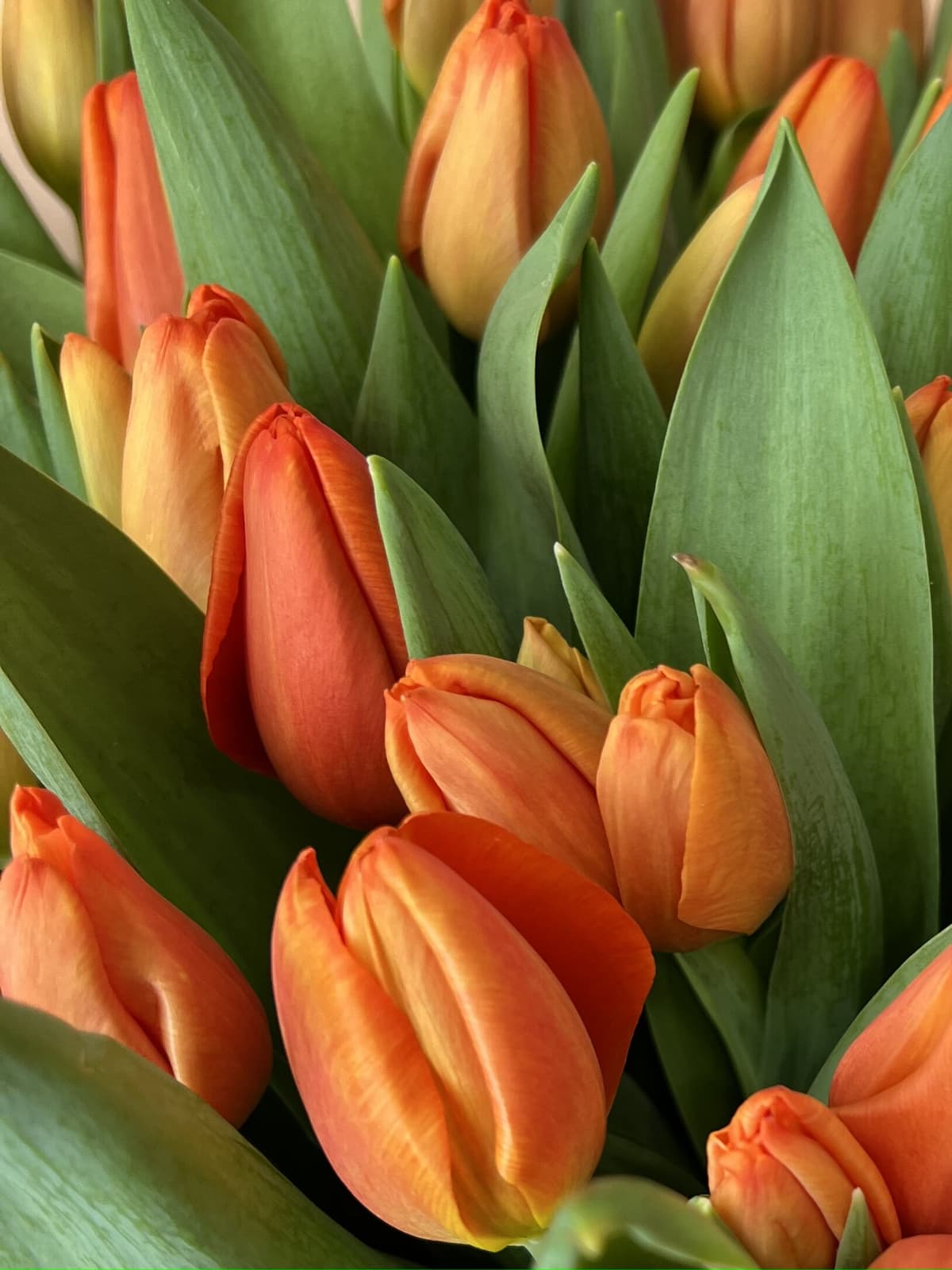 Букет из 25 оранжевых тюльпанов в фоамиране