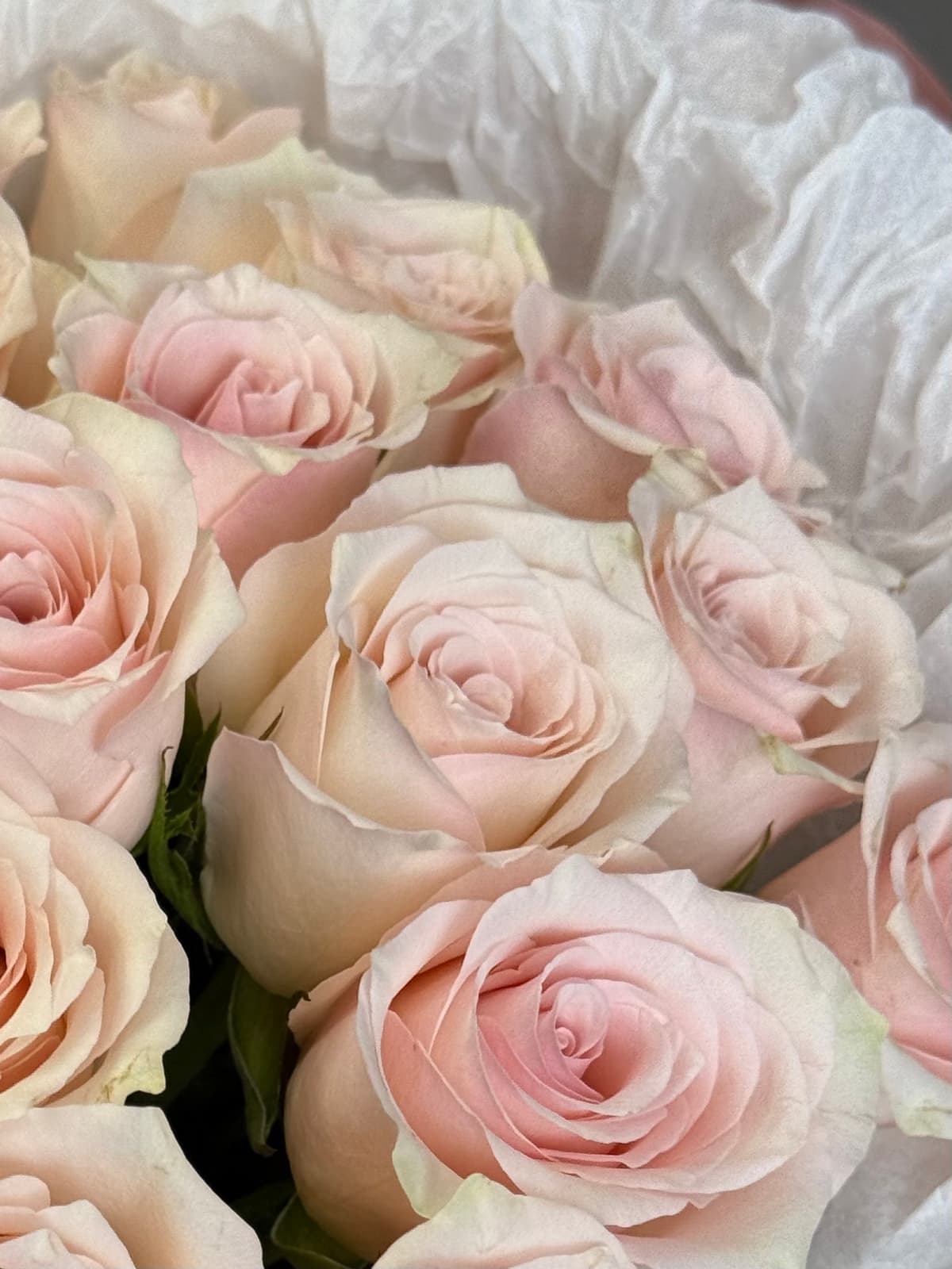 Букет из 25 розовых роз Кения 35-40 см в фирменной упаковке