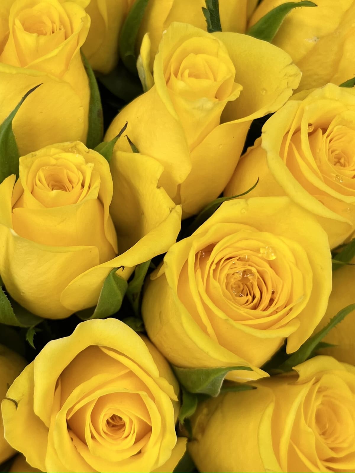 Оригинальный букет из 25 желтых роз Кения 35-40 см в матовой бумаге