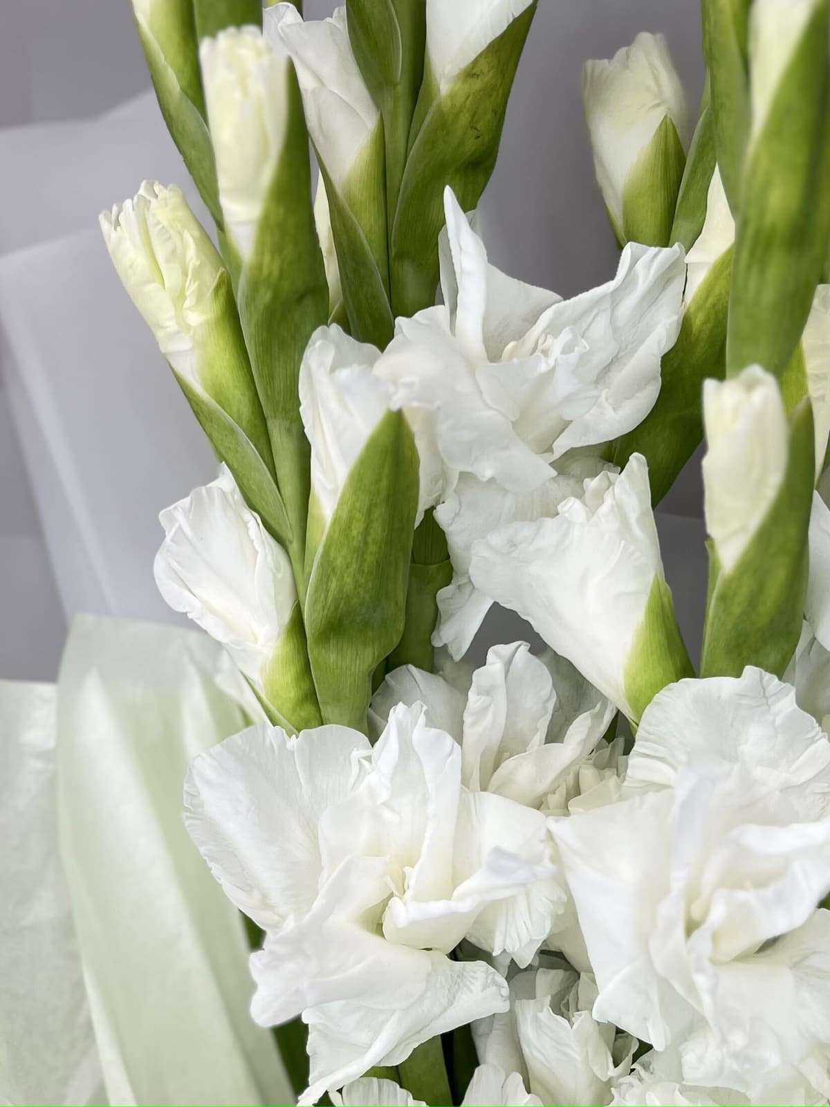 Букет из 3 гладиолусов в матовой бумаге