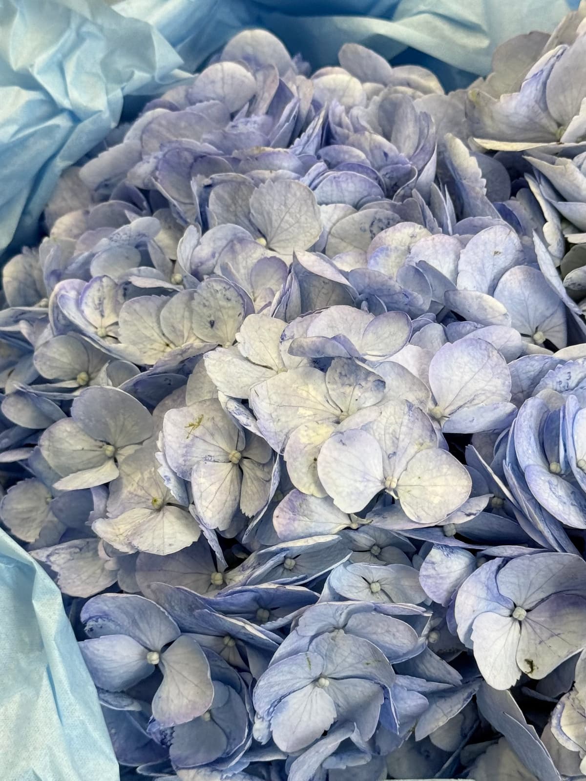 Букет из 3 голубых гортензий в фирменной упаковке