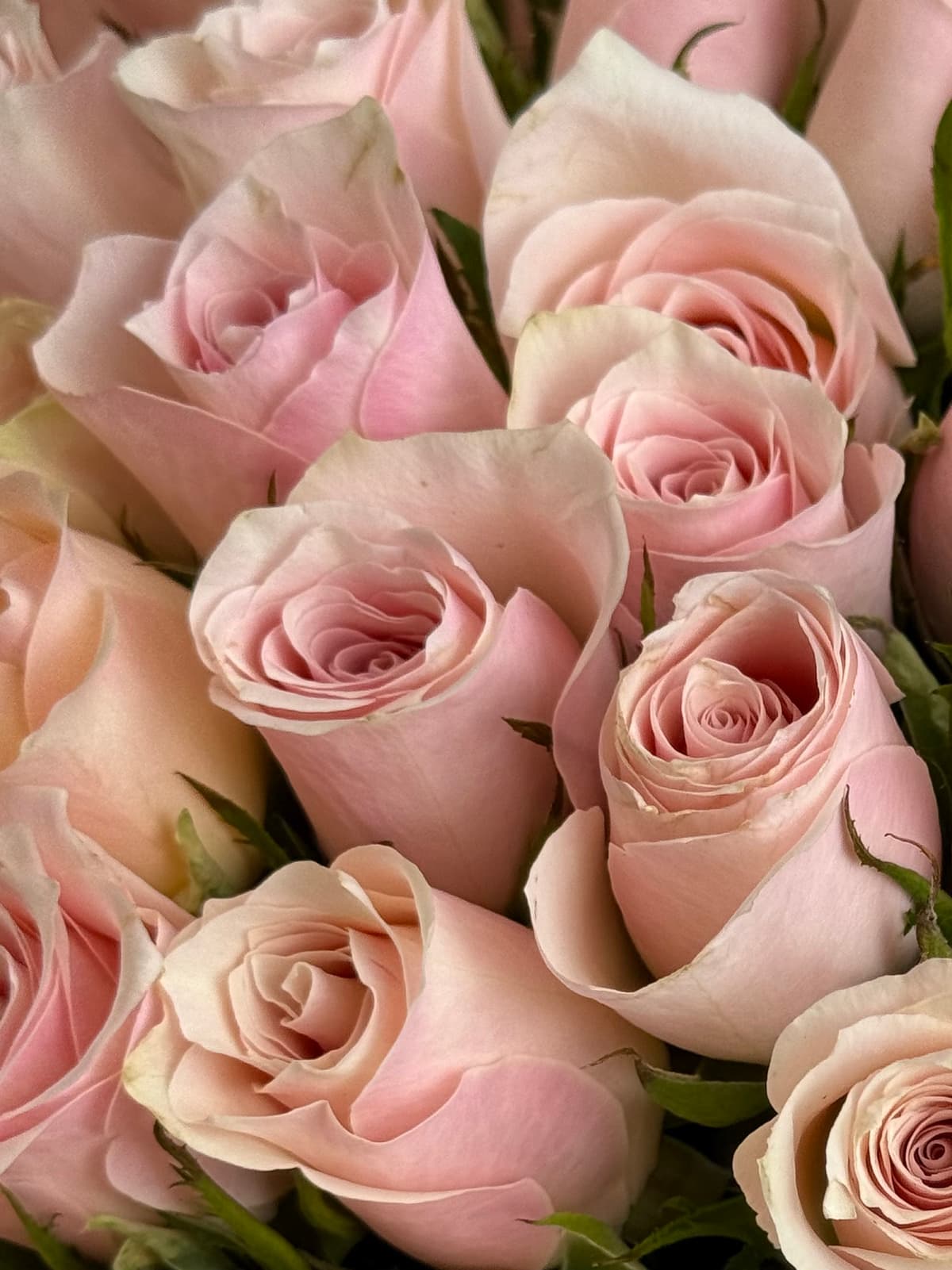 Букет из 35 розовых роз Кения 35-40 см в фирменной упаковке