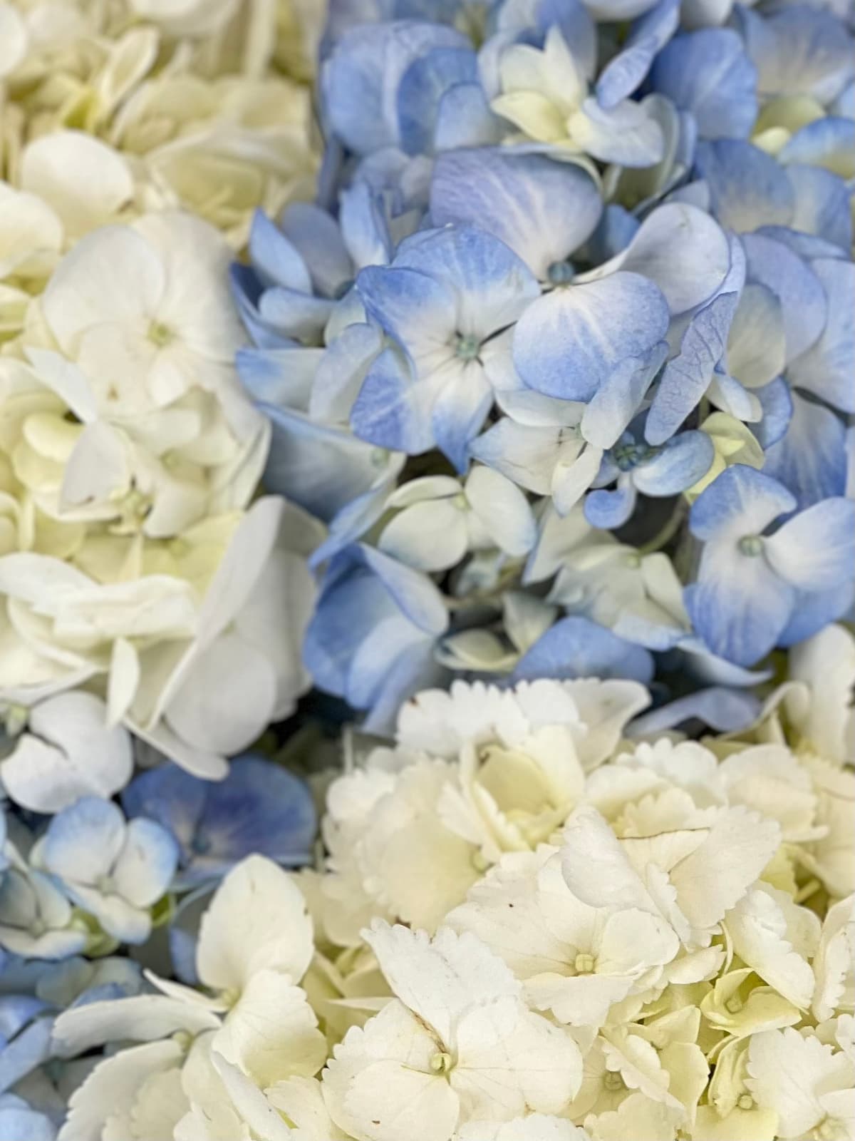 Букет из 5 гортензиий "Sky Blue"