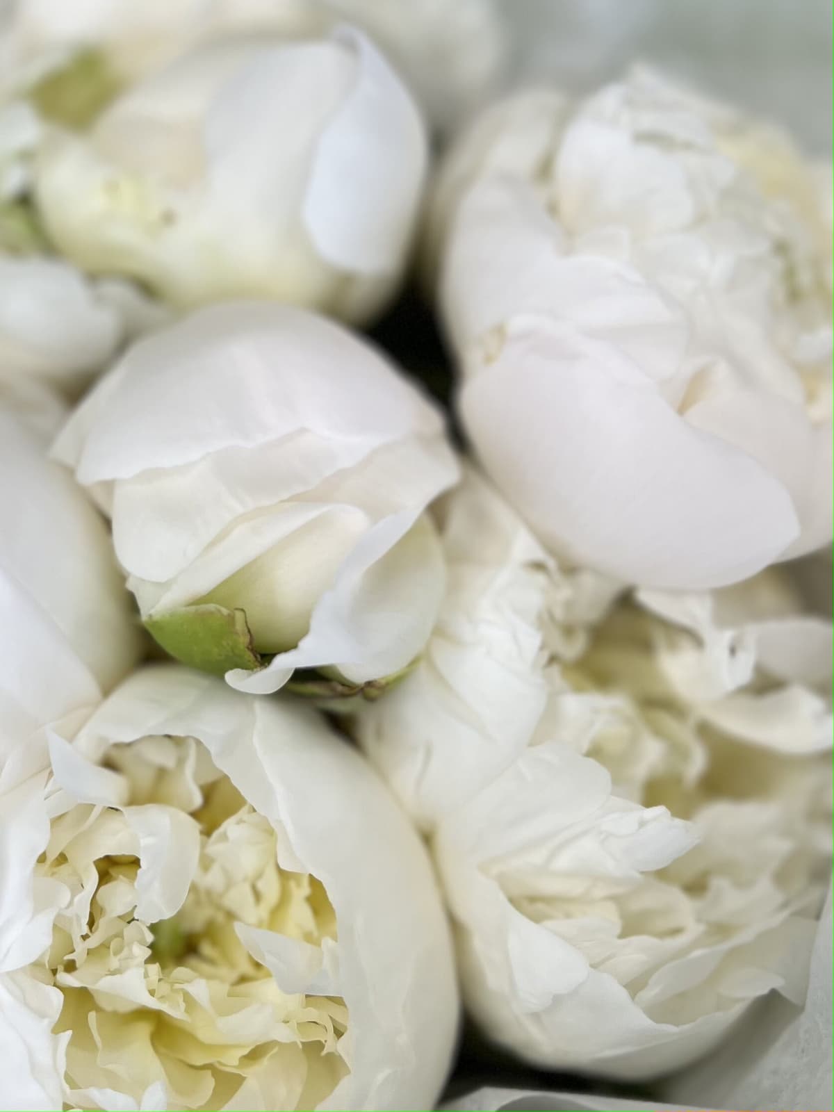 Стильный букет из 5 пионов Duchesse de Nemo