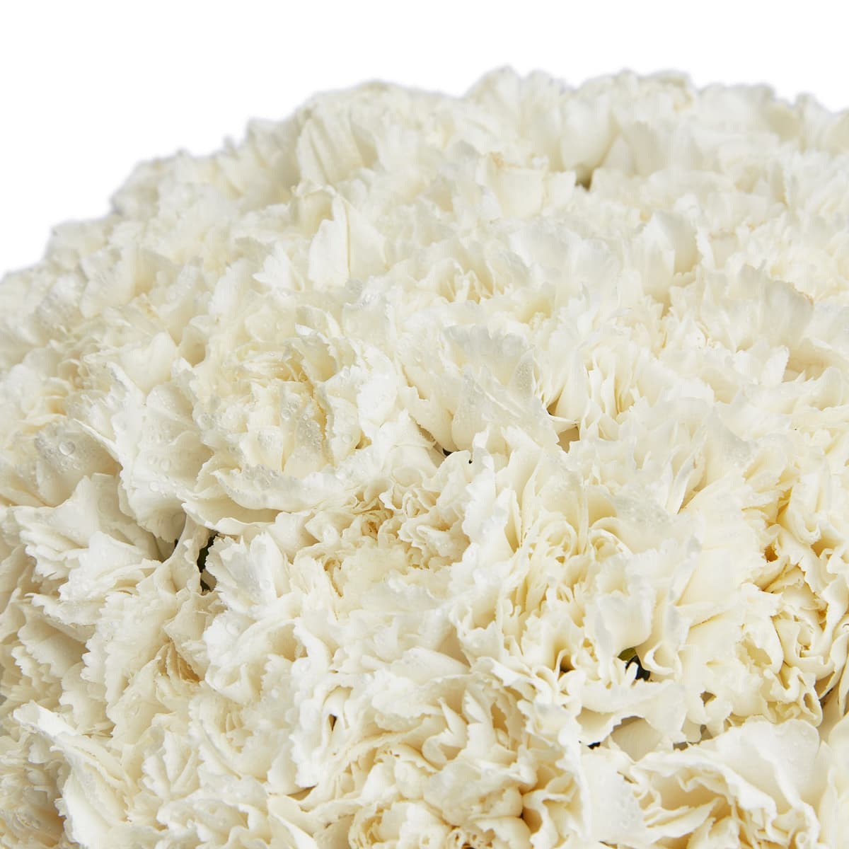 Дизайнерский букет из 51 белого диантуса