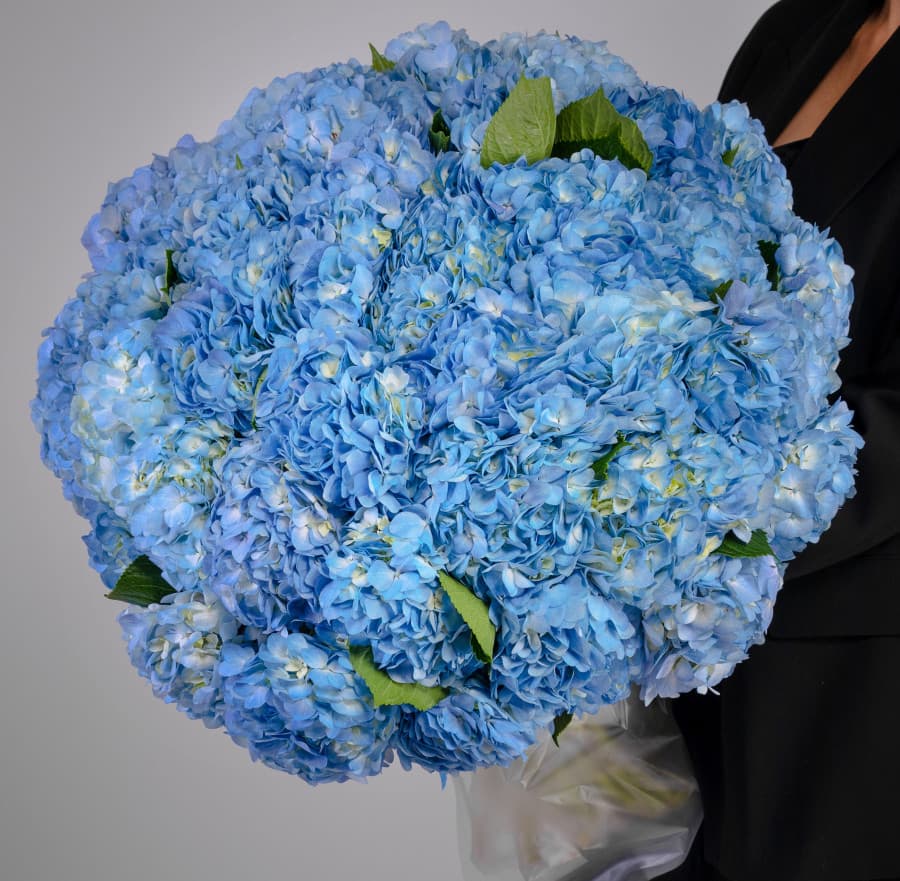 Красивый букет из 51 Гортензия в матовой бумаге