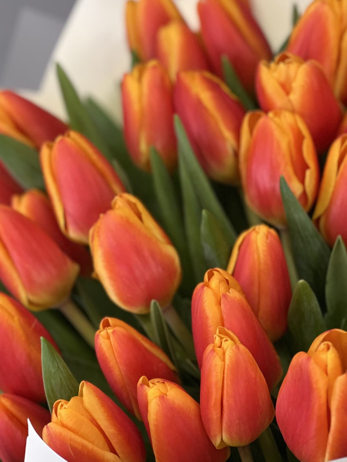 Букет из 51 оранжевого тюльпана
