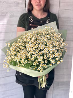 Свежий букет из 51 ромашки в фетре