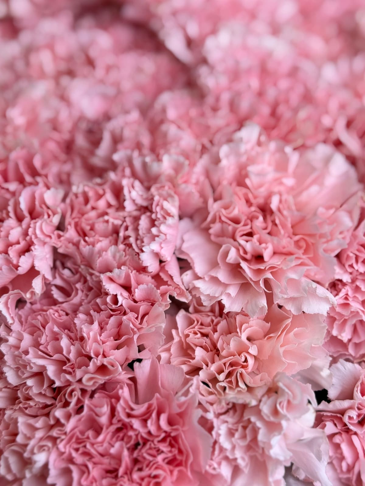 Свежий букет из 51 розового диантуса