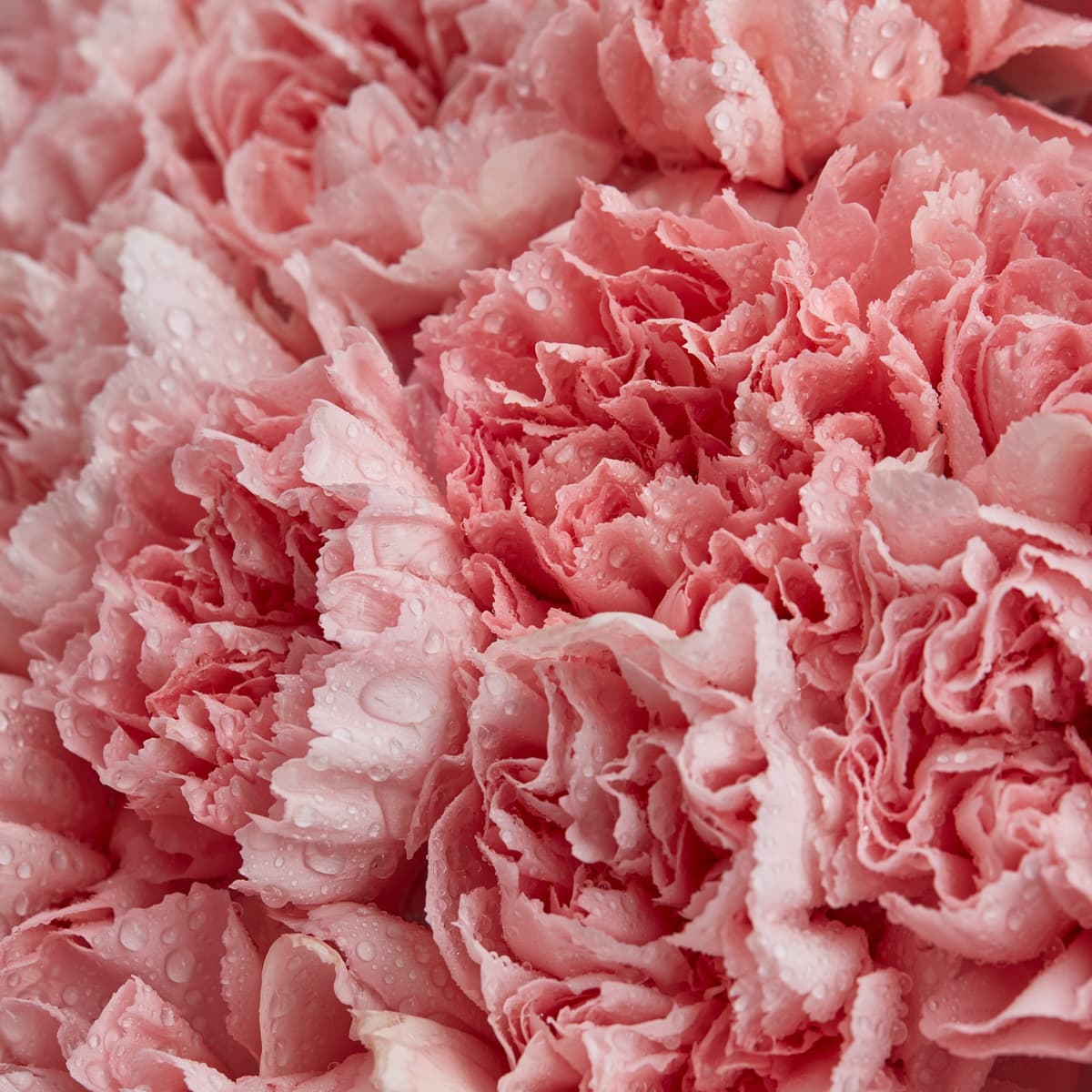 Цветочный букет из 51 розового диантуса