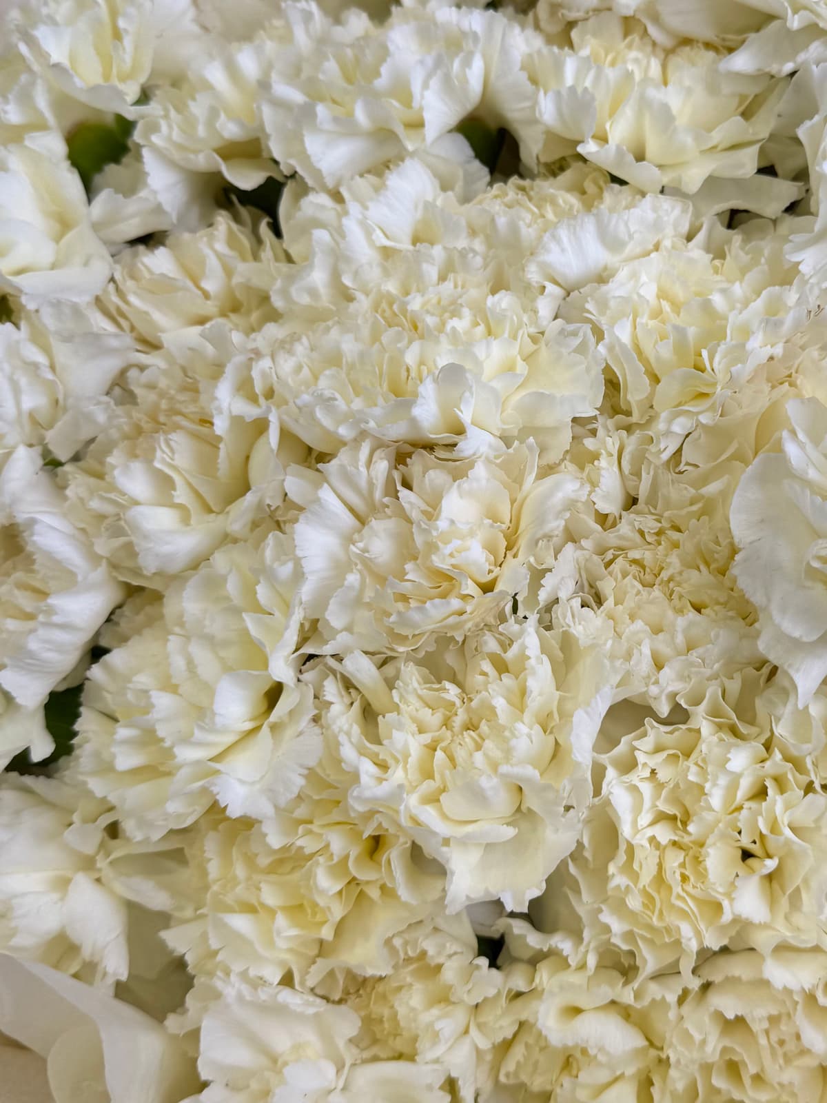 МЕГА АКЦИЯ Букет из 51 сливочного диантуса