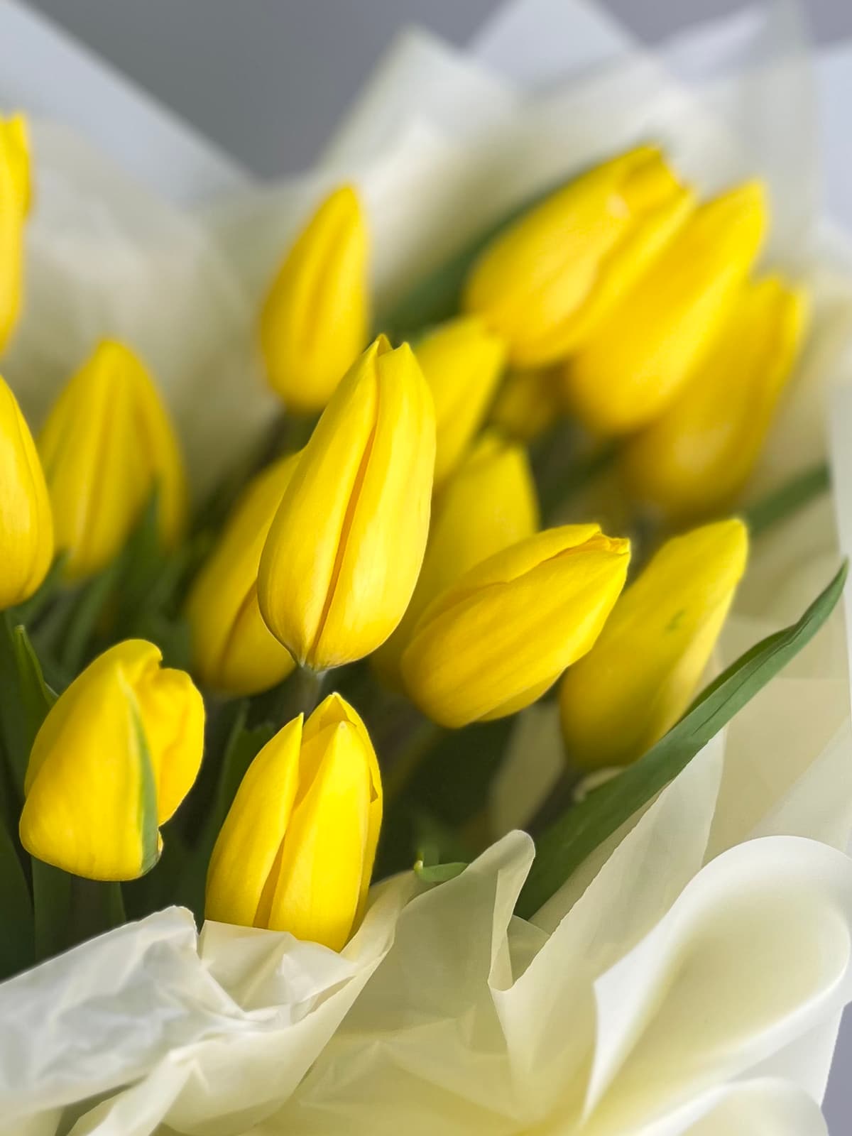 Букет из 51 желтого тюльпана в фирменной упаковке