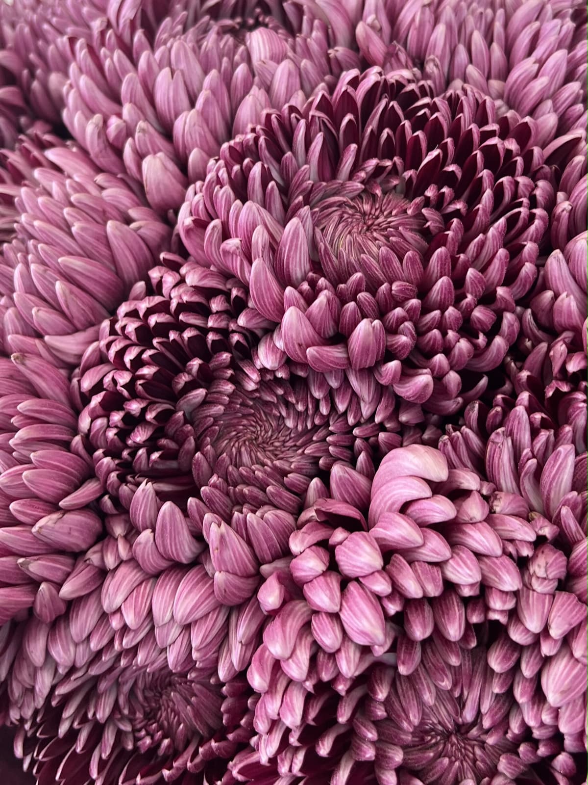 Букет из 7 фиолетовых хризантем "Бигуди"