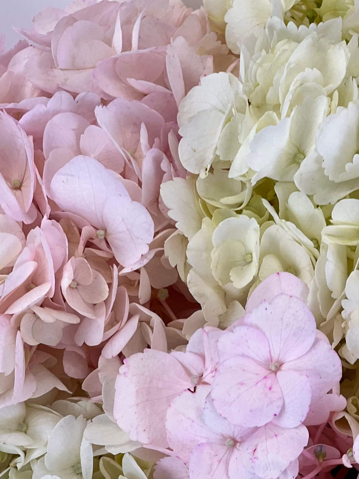 Букет из 7 гортензий "Blush"