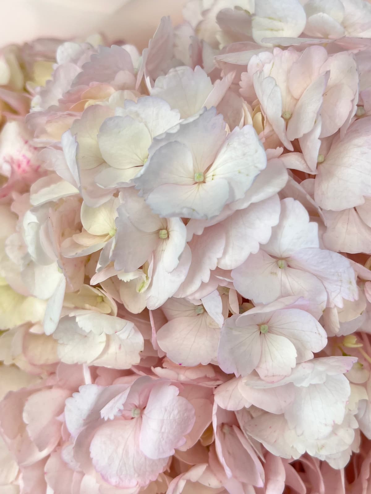 Букет из 7 розовых гортензий