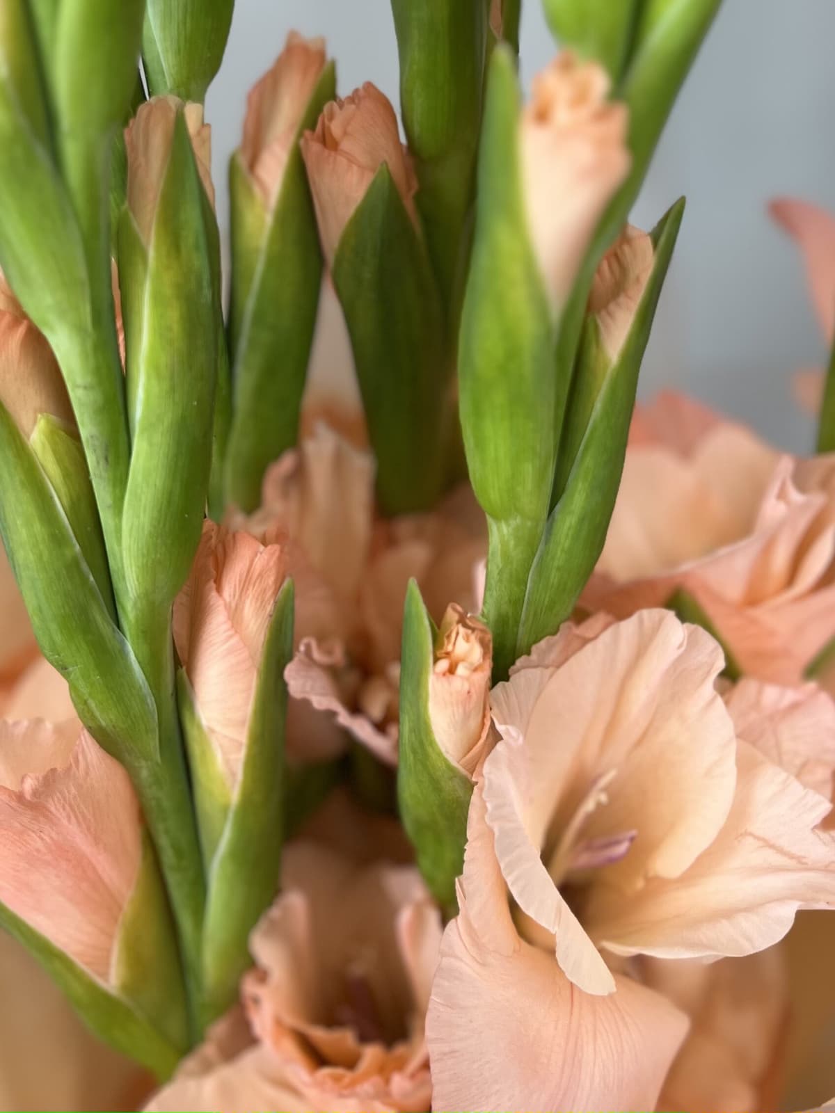 Букет из 9 гладиолусов персик в матовой бумаге