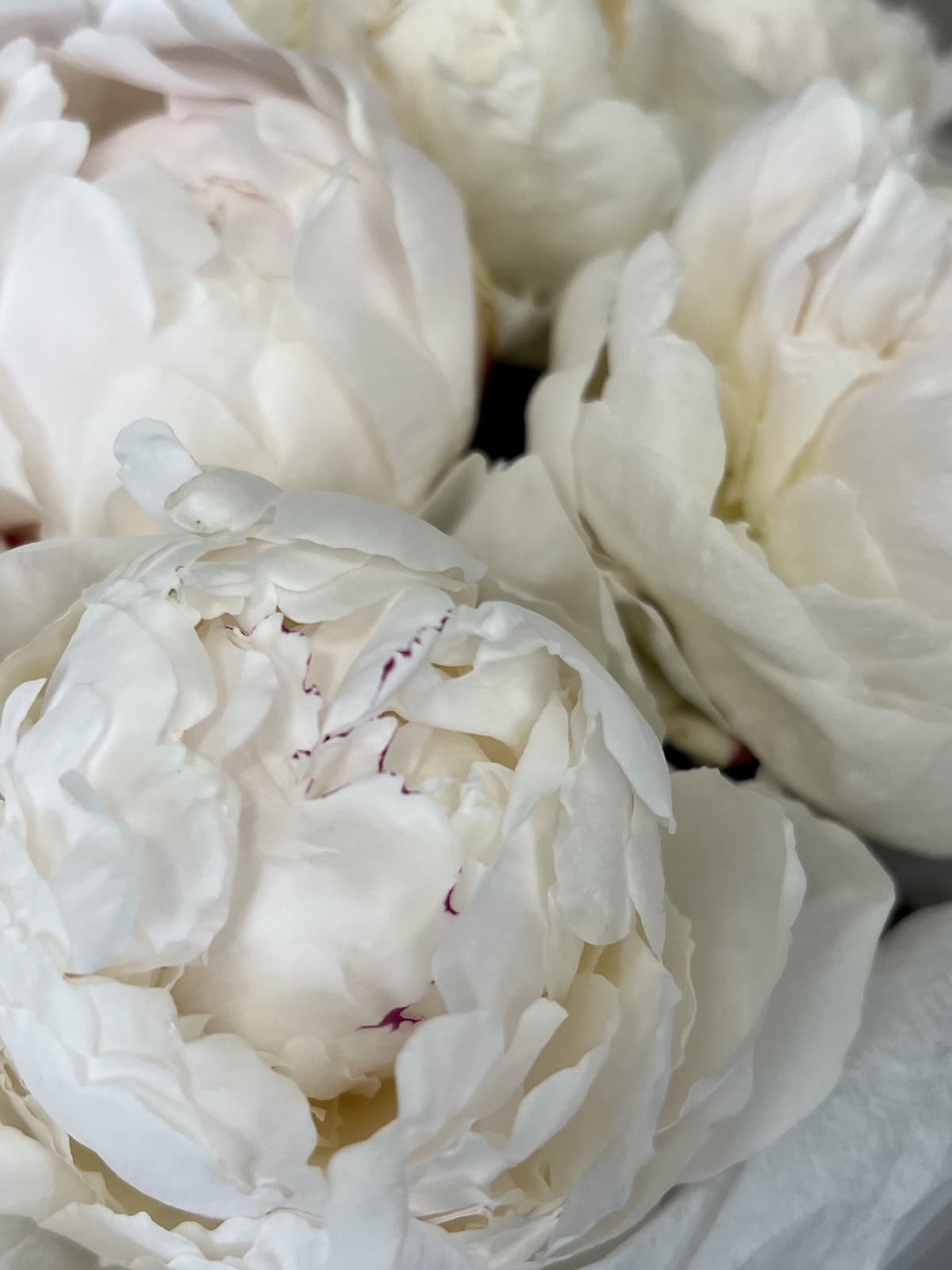 Цветочный букет из 9 пионов Одиль