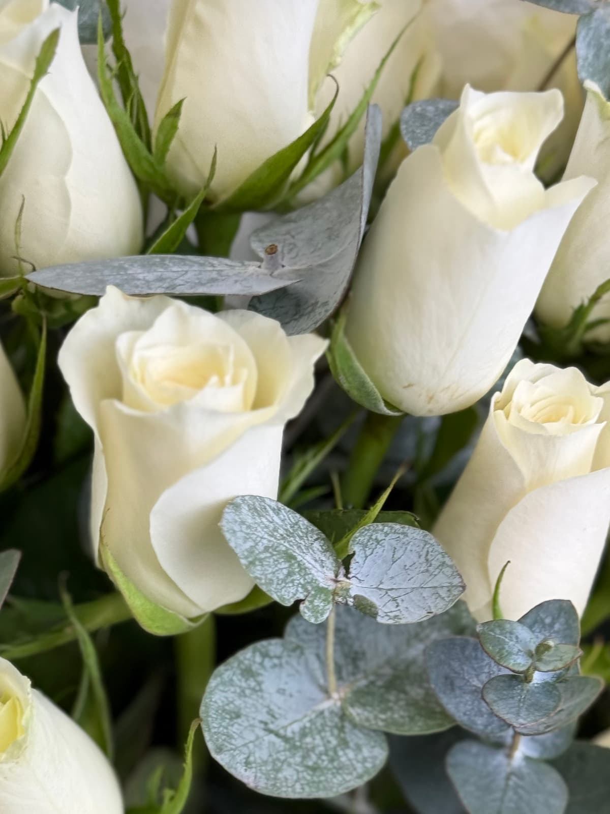 Букет из белых роз кения "Афина"(15)