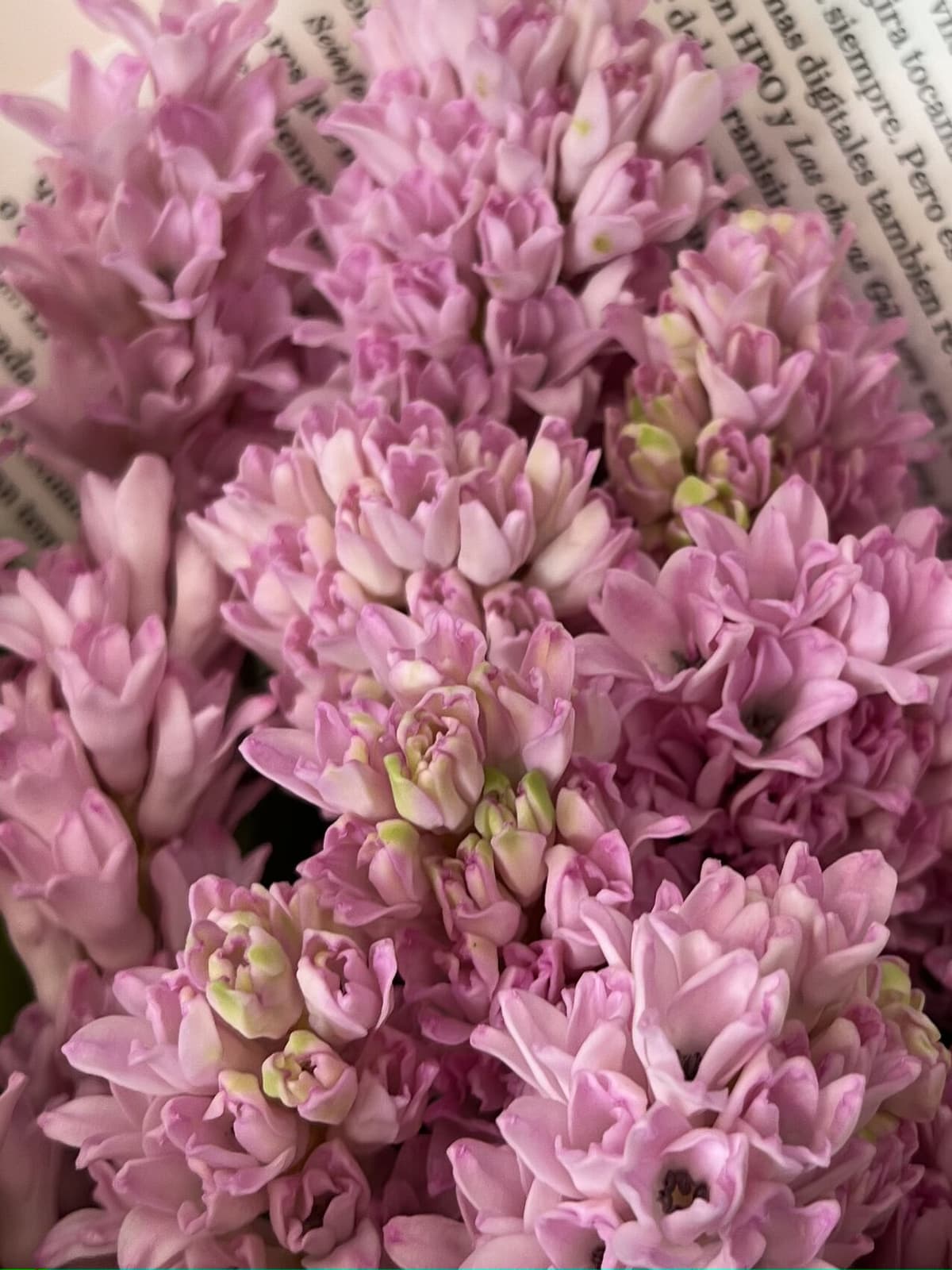 Букет из гиацинтов "Fondant" S